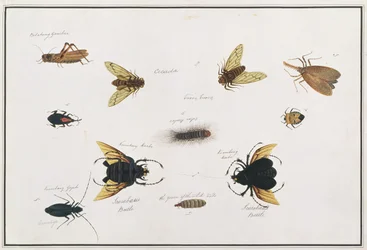 Bilalang Gambur, Cicada, Koombang Kerbo, Koombang Gajah, Scaraboeus Beetle, Ucanucang, a Drawings of Animals, Insects and Reptiles from Malacca, 1805-1818 körül (wc és gouache papíron)